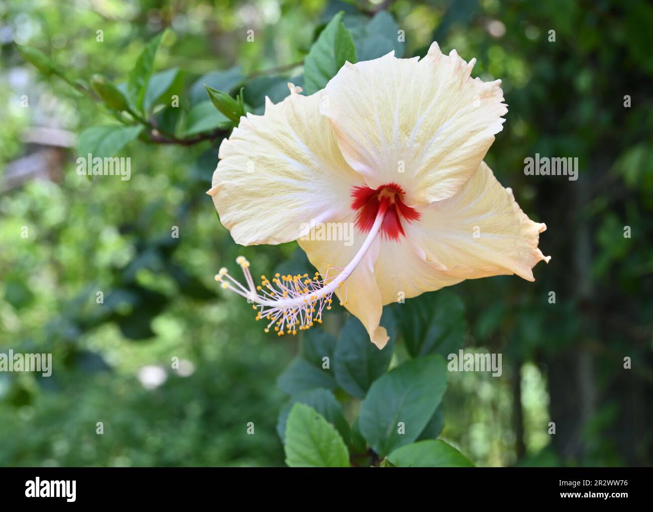 Gros plan d'une fleur d'hibiscus chinois orange clair dans le jardin Banque D'Images
