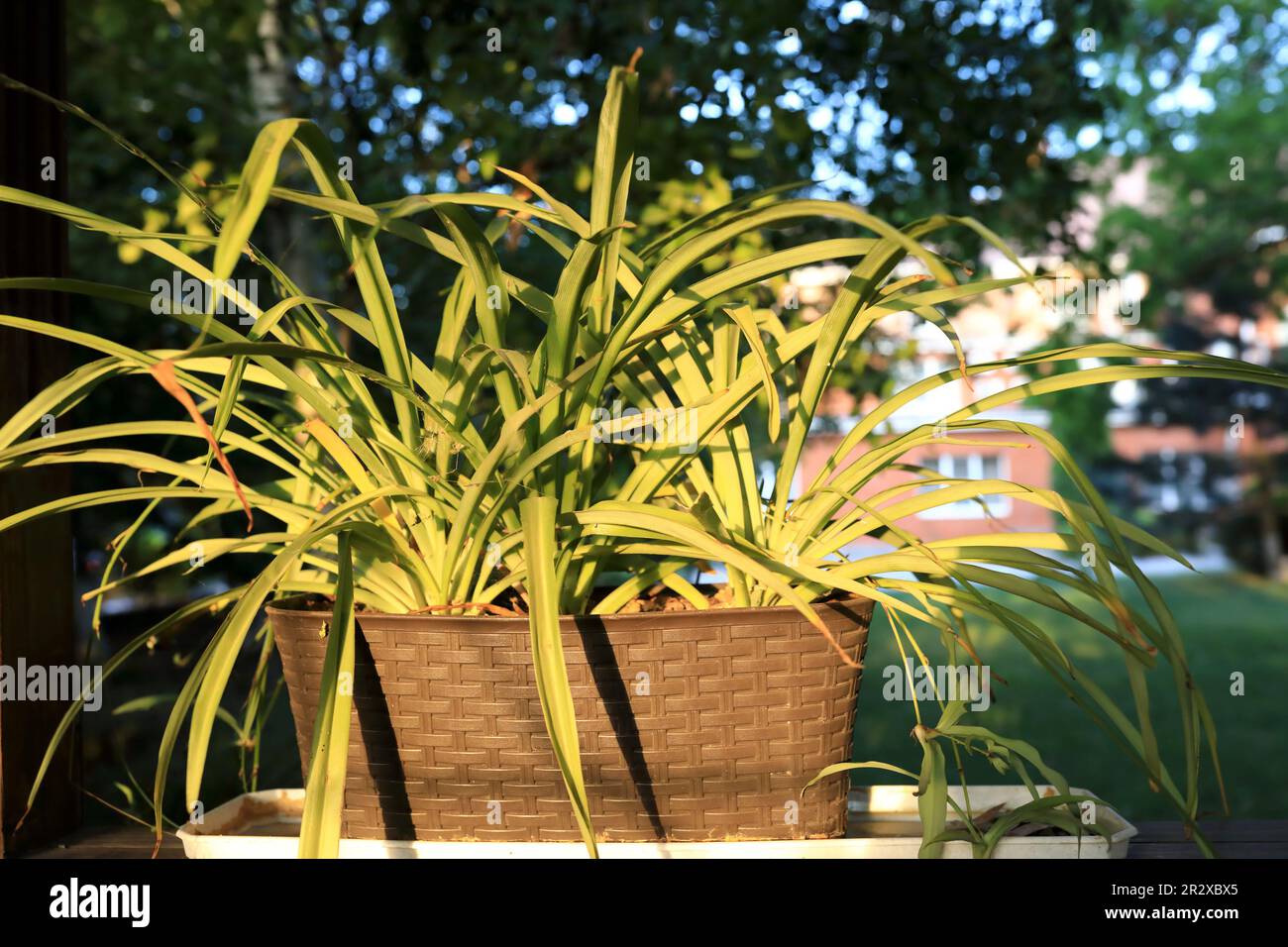 Vue sur le chlorophytum comosum dans le parc en été Banque D'Images
