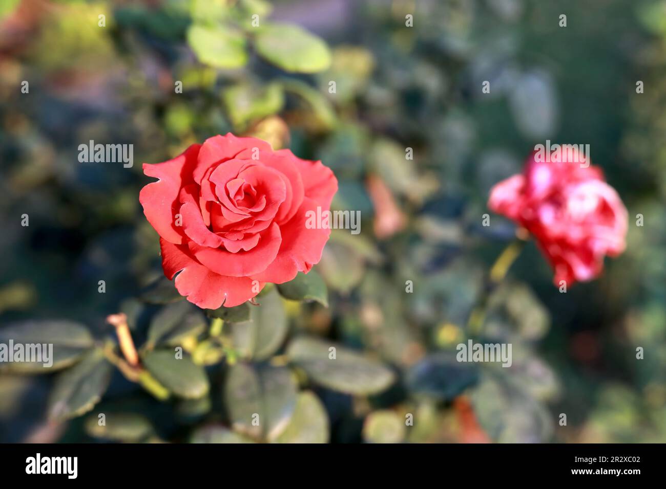 Vue sur les roses rouges dans le jardin Banque D'Images