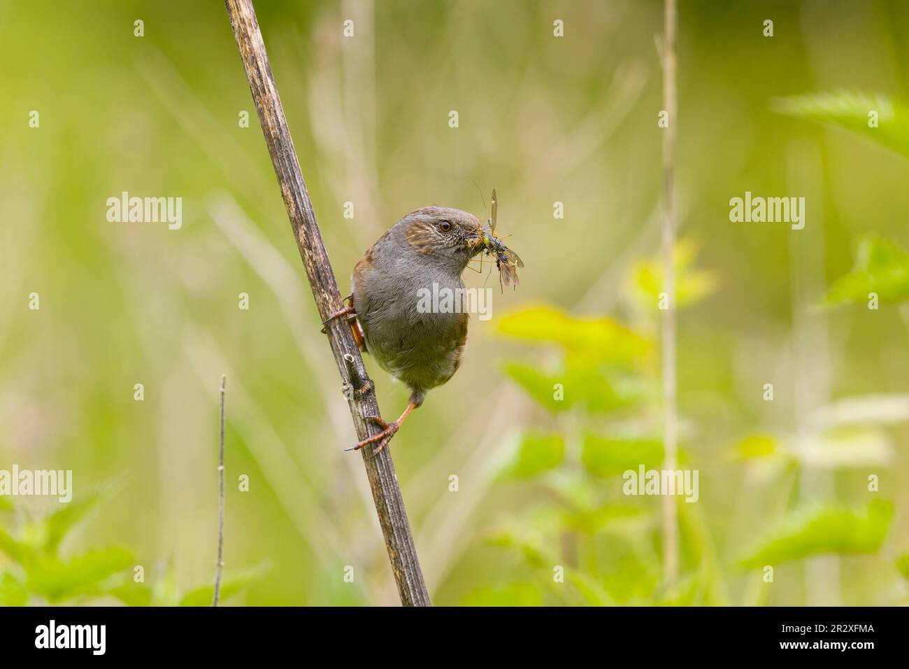 Dunnock Prunella modularis, adulte avec une proie d'insecte dans le bec, Suffolk, Angleterre, mai Banque D'Images