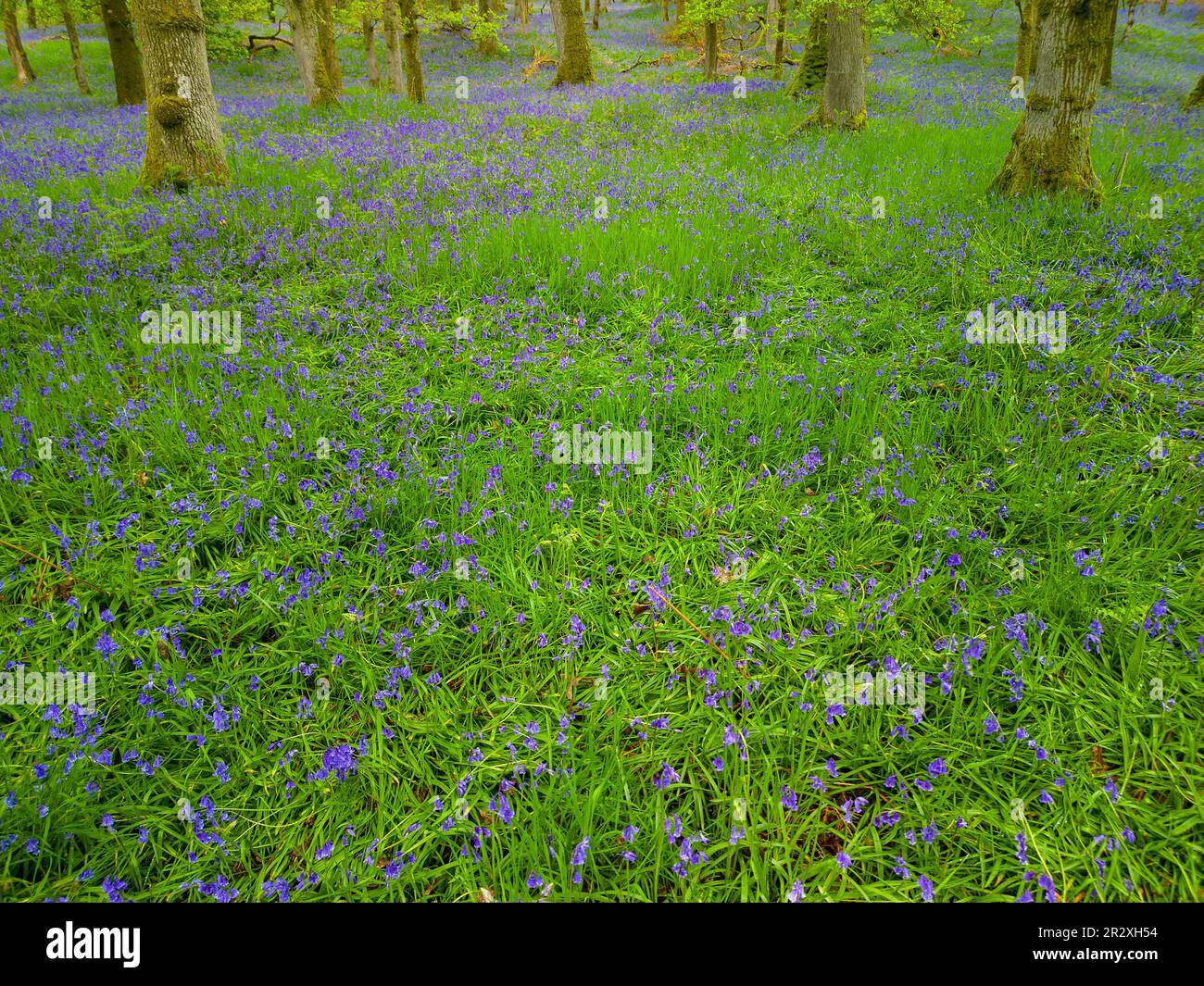 Bluebell Wood, Kinclaven, Écosse Banque D'Images