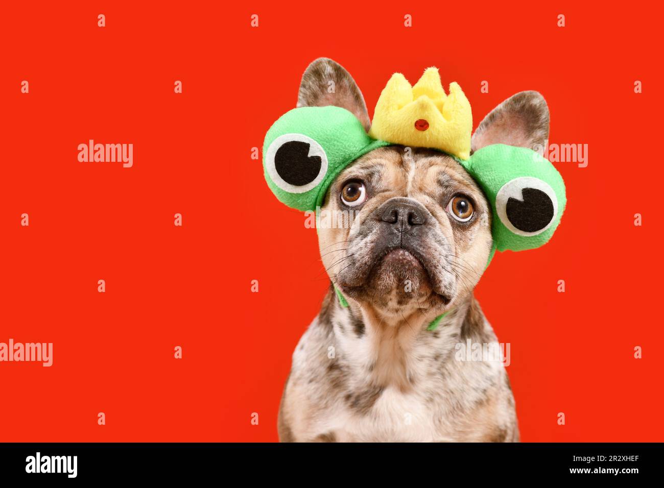 Chien Bulldog français drôle portant un bandeau de costume de grenouille avec couronne et grands yeux sur fond rouge avec espace de copie Banque D'Images