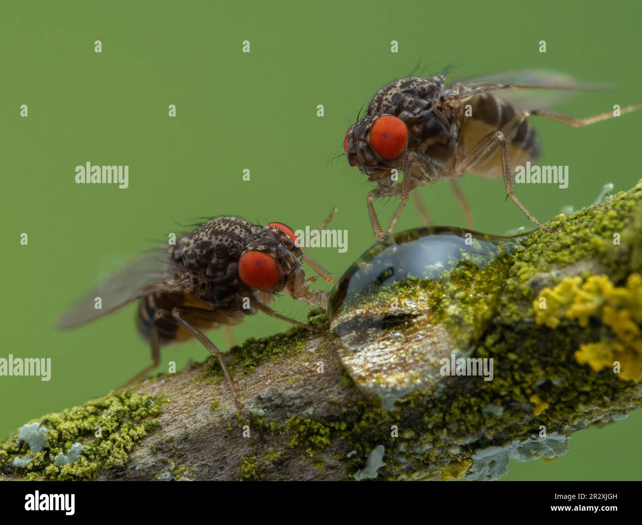 Gros plan de deux grandes mouches des fruits (Drosophila hydei) aux yeux rouges brillants, buvant d'une goutte de miel sur une branche recouverte de lichen Banque D'Images