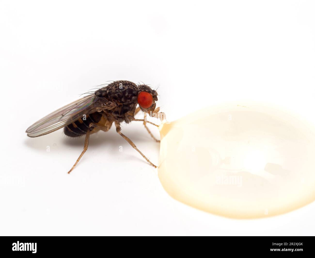 Vue latérale d'une mouche à fruits (Drosophila hydei) avec des yeux rouge vif, buvant d'une goutte de miel, isolée sur blanc Banque D'Images