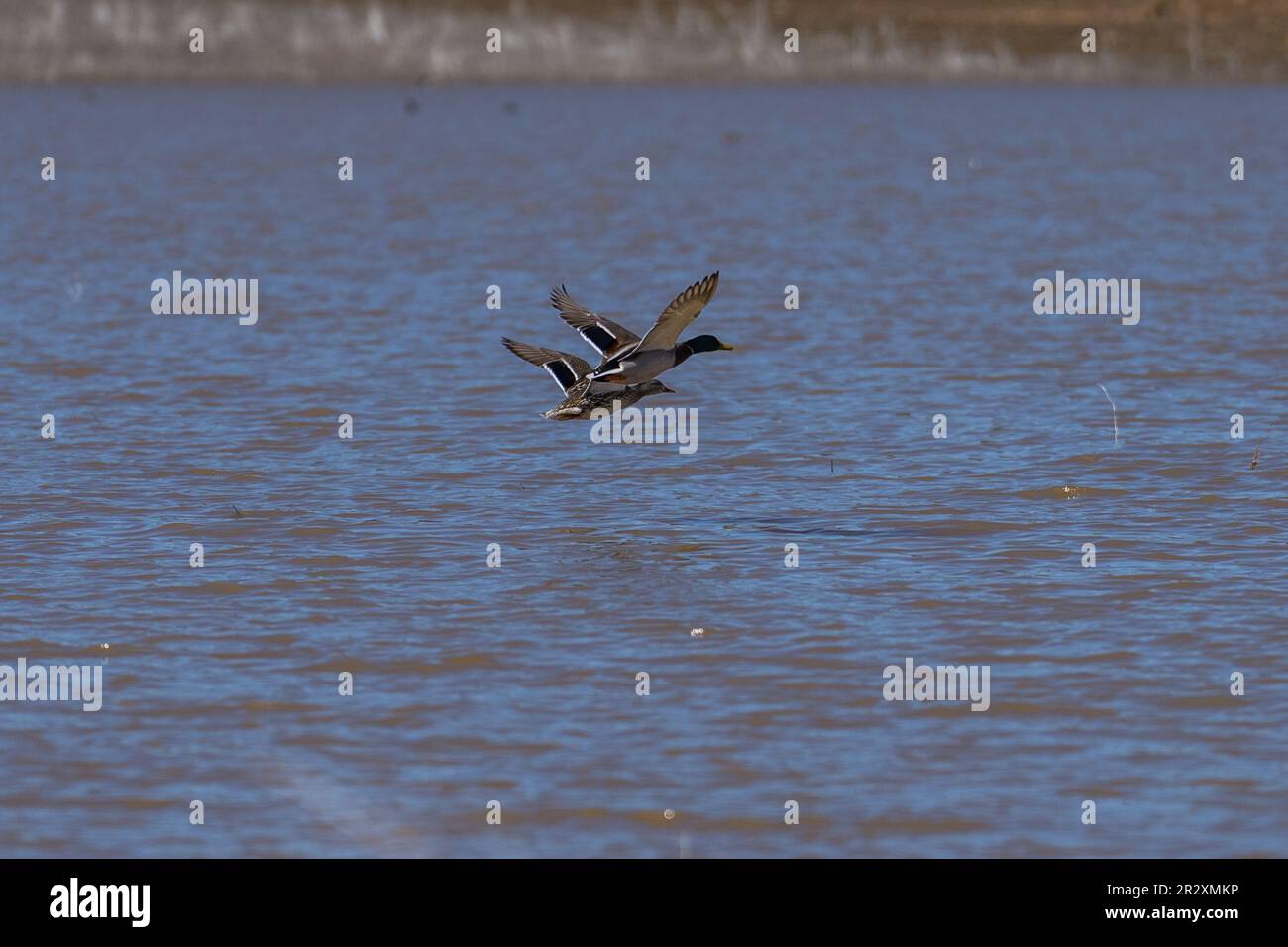 Les canards colverts volent en vol. Ashland, Oregon Banque D'Images