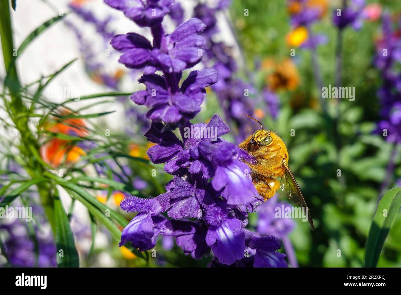 Mâle Valley Carpenter Bee ( Xylocopa sonorina ) également connu sous le nom d'abeille d'ours Teddy à la recherche de pollen sur une fleur de salvia pourpre Banque D'Images