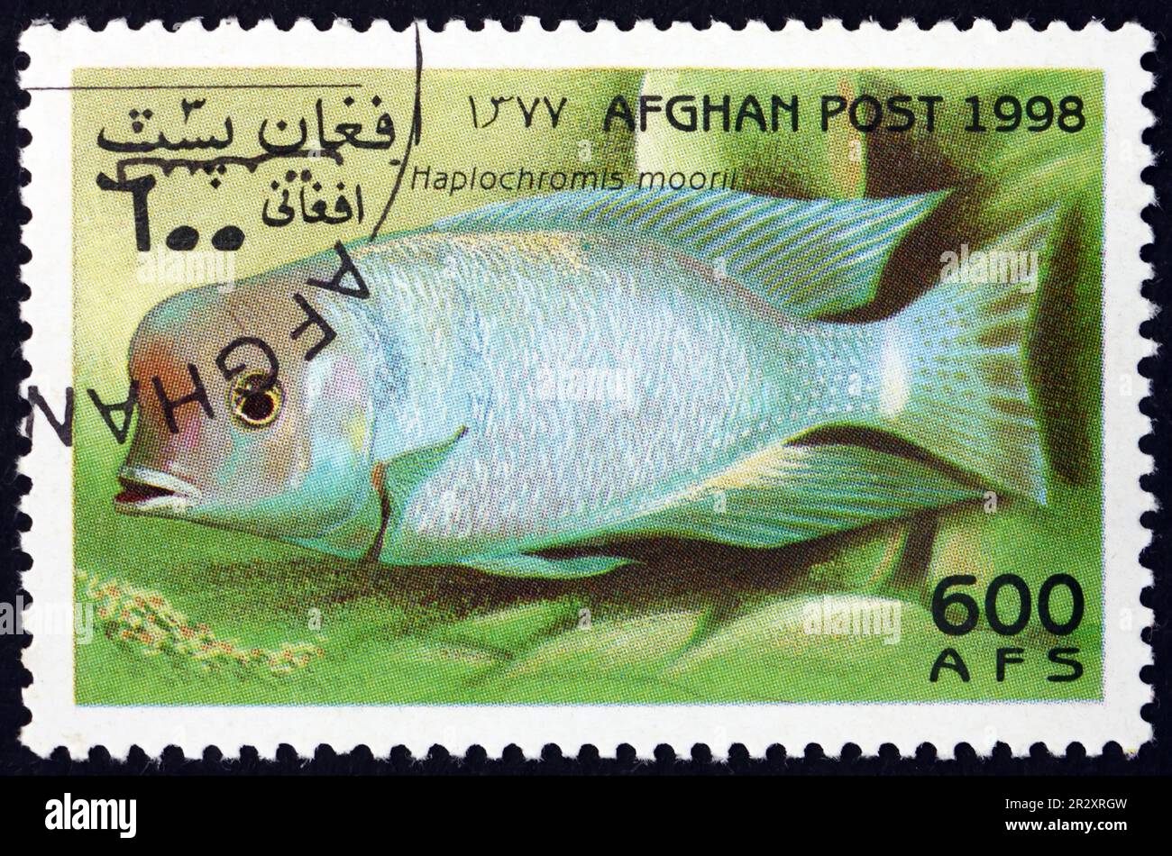 AFGHANISTAN - VERS 1998: Un timbre imprimé en Afghanistan montre le cichlidé à bosse, cyrtocara moorii, est une espèce de cichlidés endémique au lac Malawi en e Banque D'Images