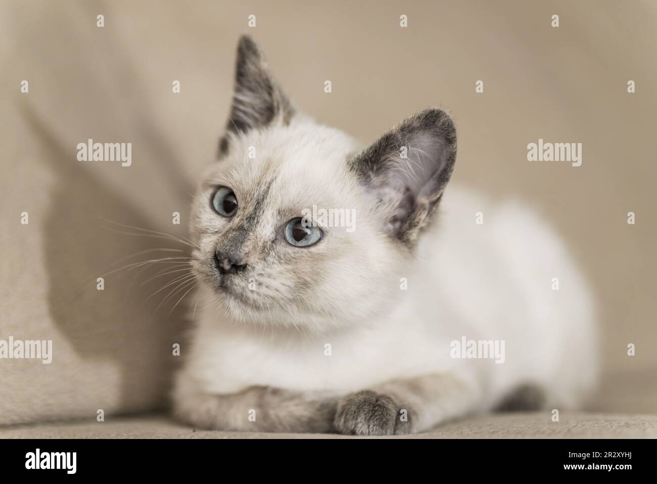 Un petit chaton allongé sur un canapé prenant une pause de la vie Banque D'Images