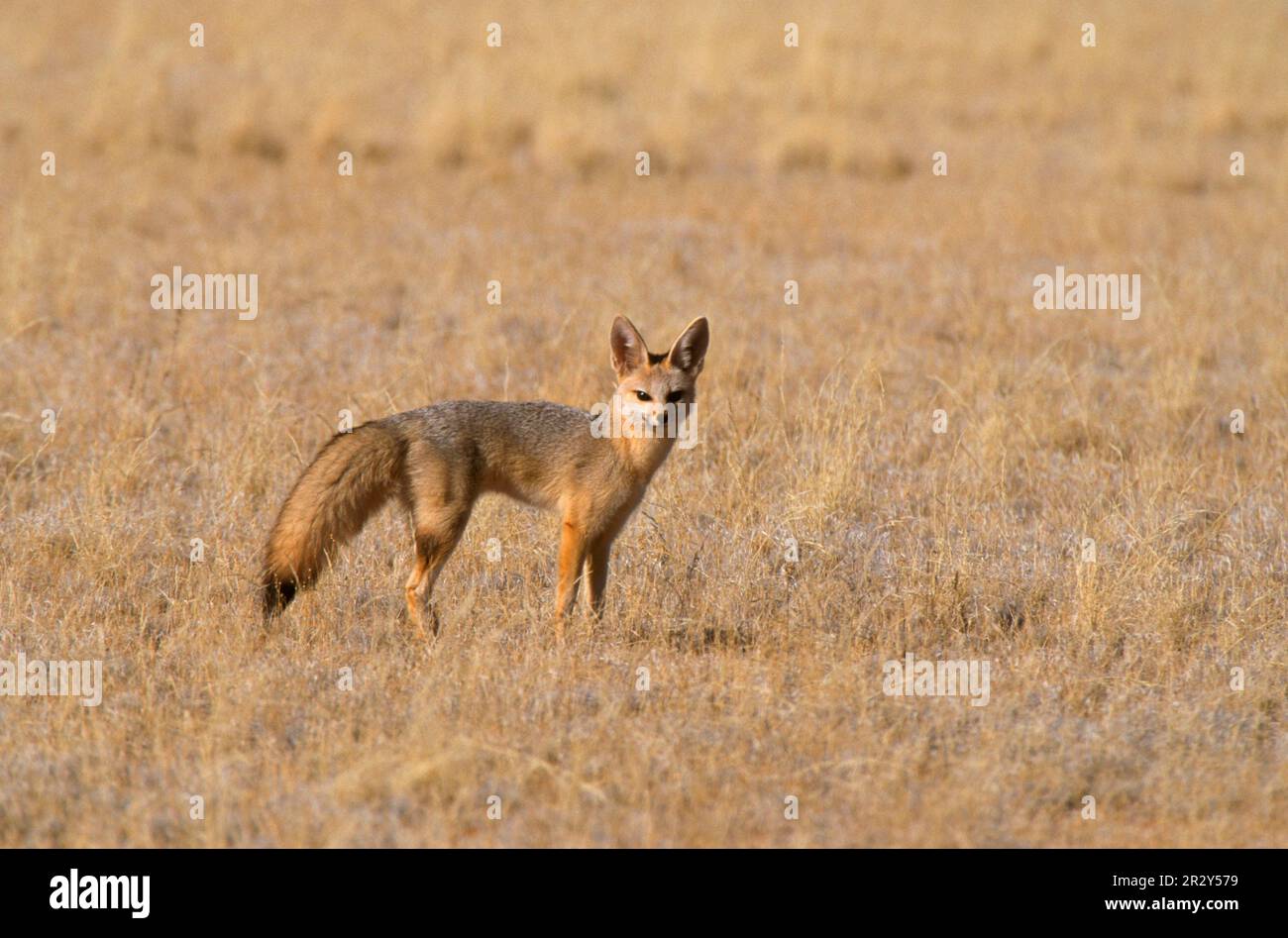 Cape Fox, Cama Fox, Silverback Fox, Cape renards (Vulpes chama), cape renards, Cama renards, Fox, renards, Canines, prédateurs, mammifères, animaux, Cape Fox Banque D'Images