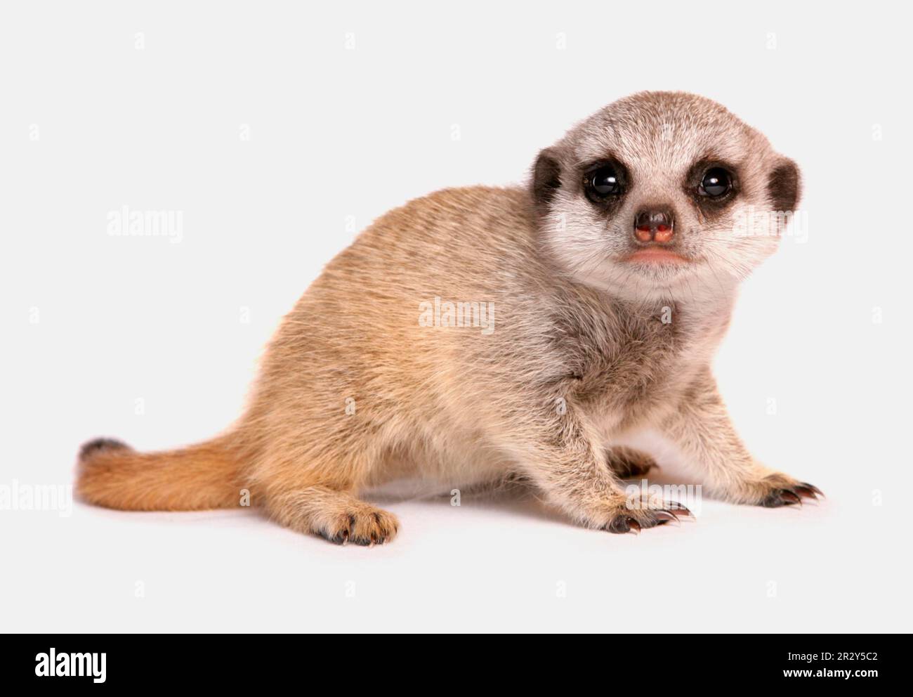 Meerkat (Suricata suricata) Meerkat, prédateurs, mammifères, chats rampants, animaux, meerkat juvénile, assis Banque D'Images