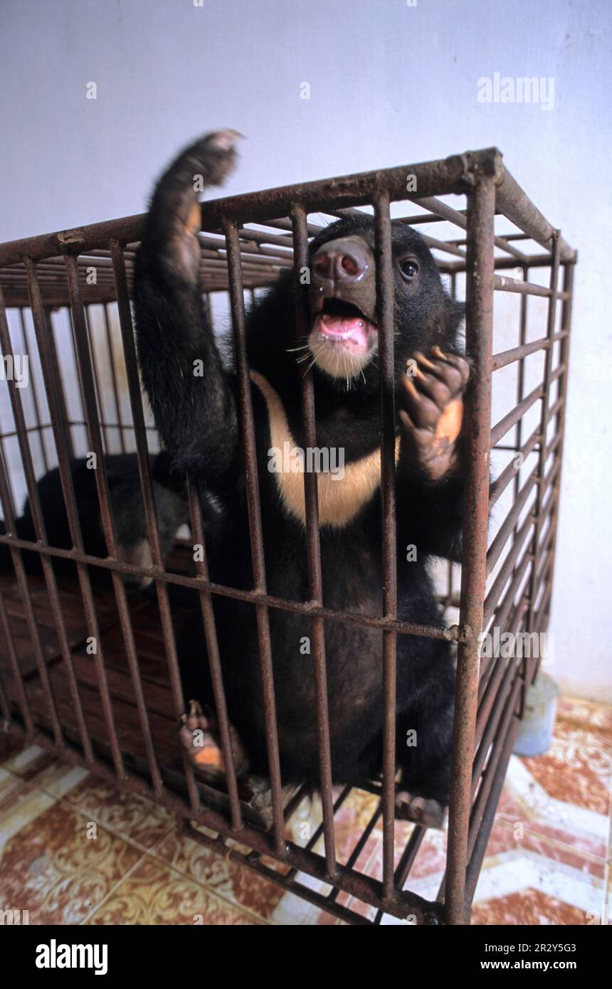 Ours noir asiatique (Selenarctos thibetanus) petits, bile d'ours confinée dans une ferme d'ours, utilisé pour fournir la bile de la vésicule biliaire, Hanoi, Vietnam Banque D'Images