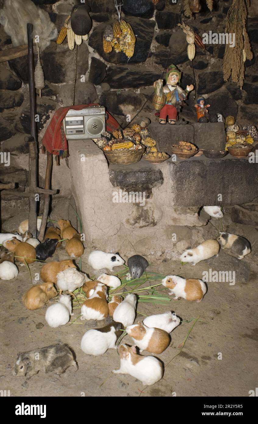 Cochons de Guinée dans la maison pour la viande, Pérou Banque D'Images