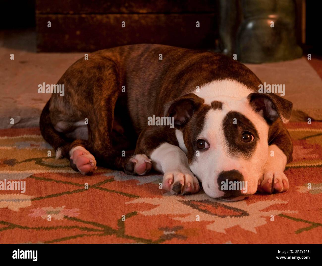 Staffordshire Bull Terrier, chiot, 18 semaines, allongé sur un tapis Banque D'Images