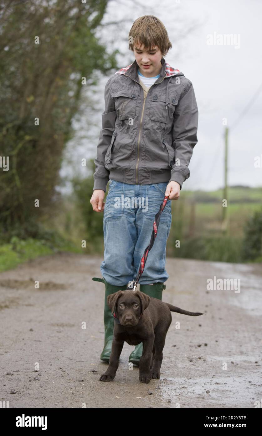 Garçon avec Labrador Retriever, chiot, 10 semaines, sur laisse, Angleterre, la marche en laisse, l'entraînement de chien, tire sur la laisse Banque D'Images