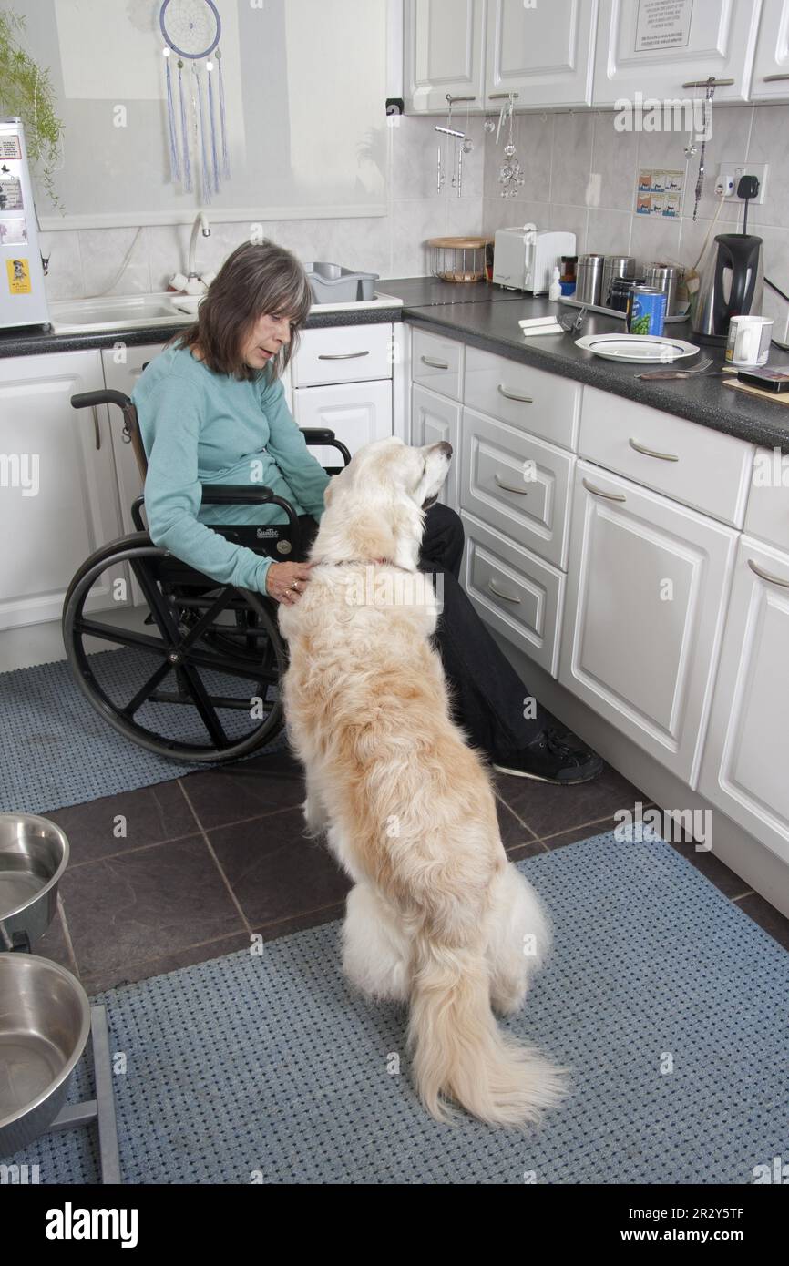 Chien domestique, Golden Retriever, adulte, dans la cuisine avec un propriétaire handicapé limité au fauteuil roulant, Angleterre, Royaume-Uni Banque D'Images