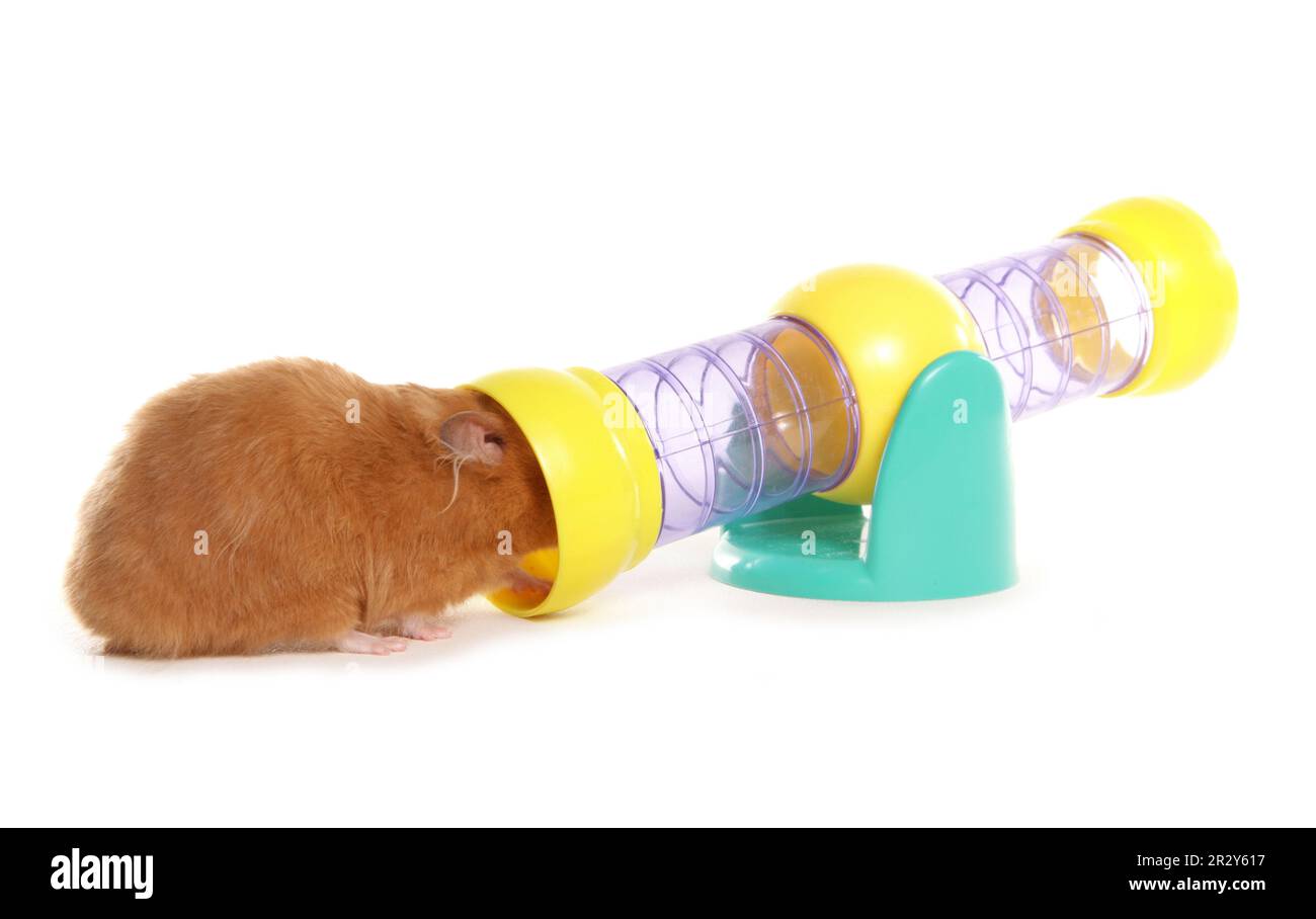 Hamster doré avec jouet, jouet de hamster Banque D'Images