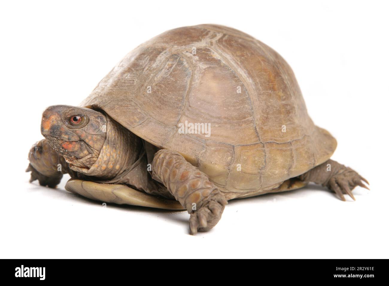 Tortue à trois doigts (Terrapene carolina triunguis) adulte femelle Banque D'Images