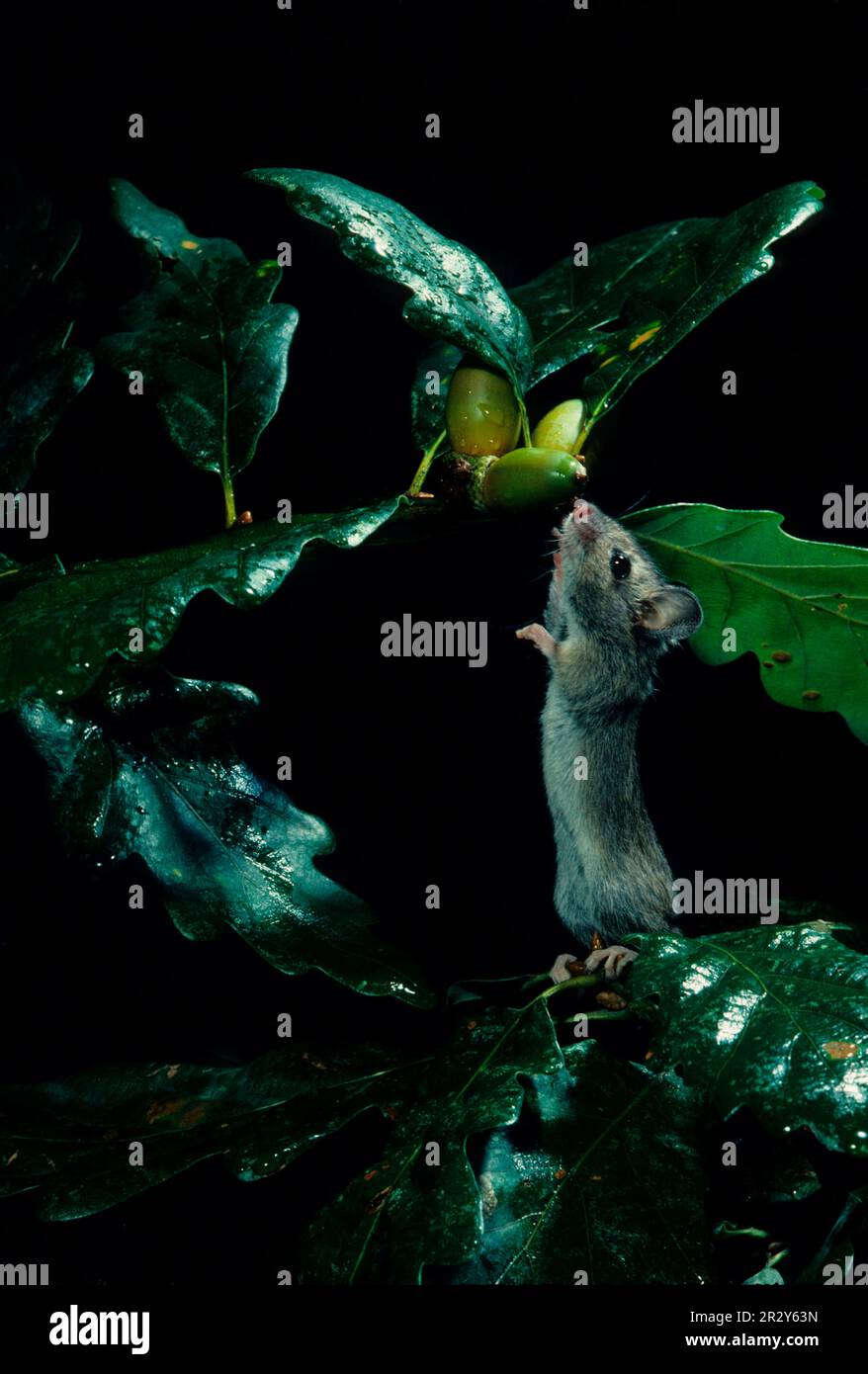 Sylvaemus sylvaticus, souris à bois (Apodemus sylvaticus), souris, rongeurs, mammifères, Animaux, souris à bois atteignant pour l'corne (captive) (S) Banque D'Images