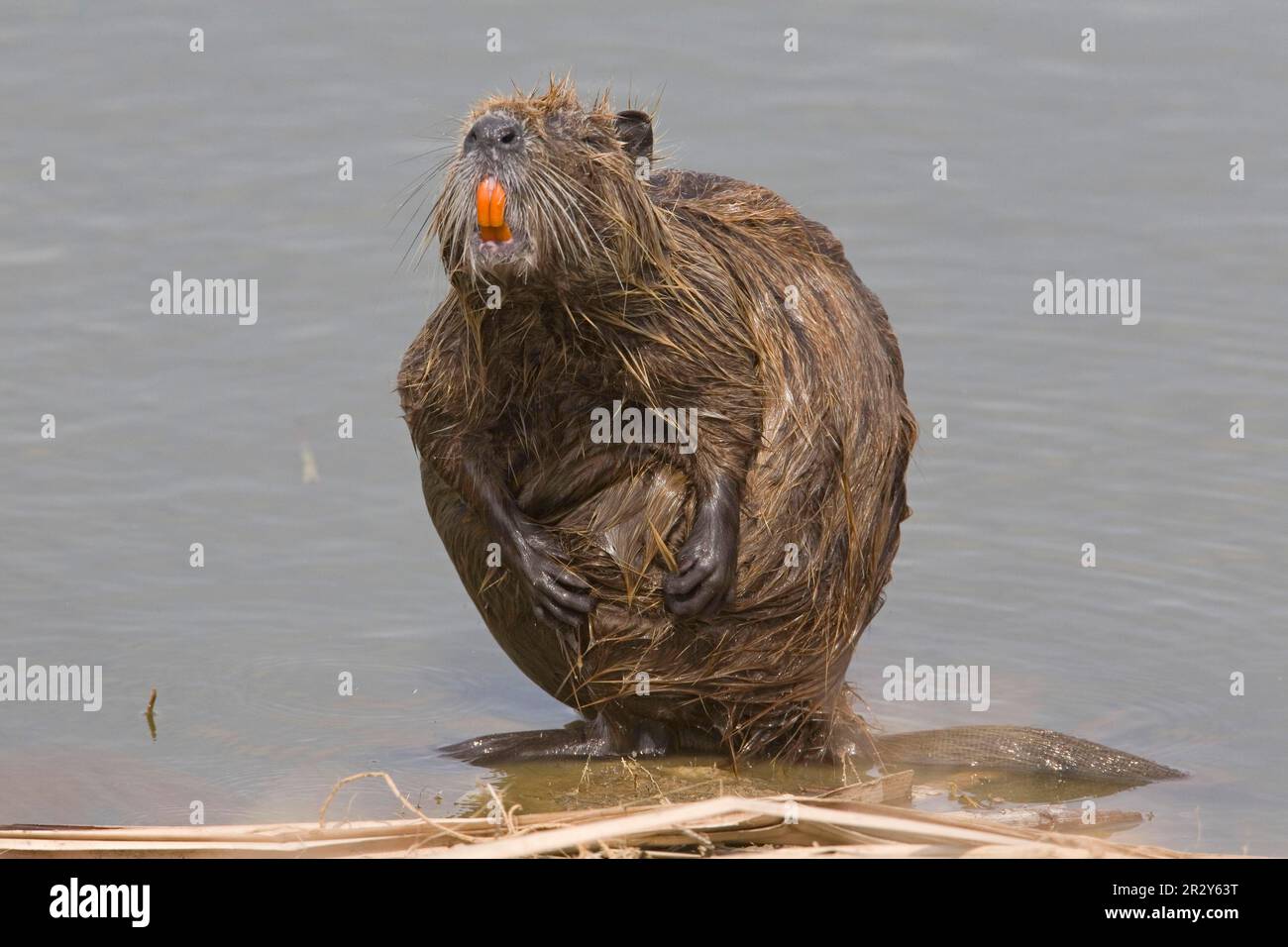 Nutrition adulte (Myocastor coypus), soins dans une usine de traitement des eaux urbaines, lits de séchage Village Creek, fort Worth, utricularia ochroleuca (U.) (U.) S. A. Banque D'Images