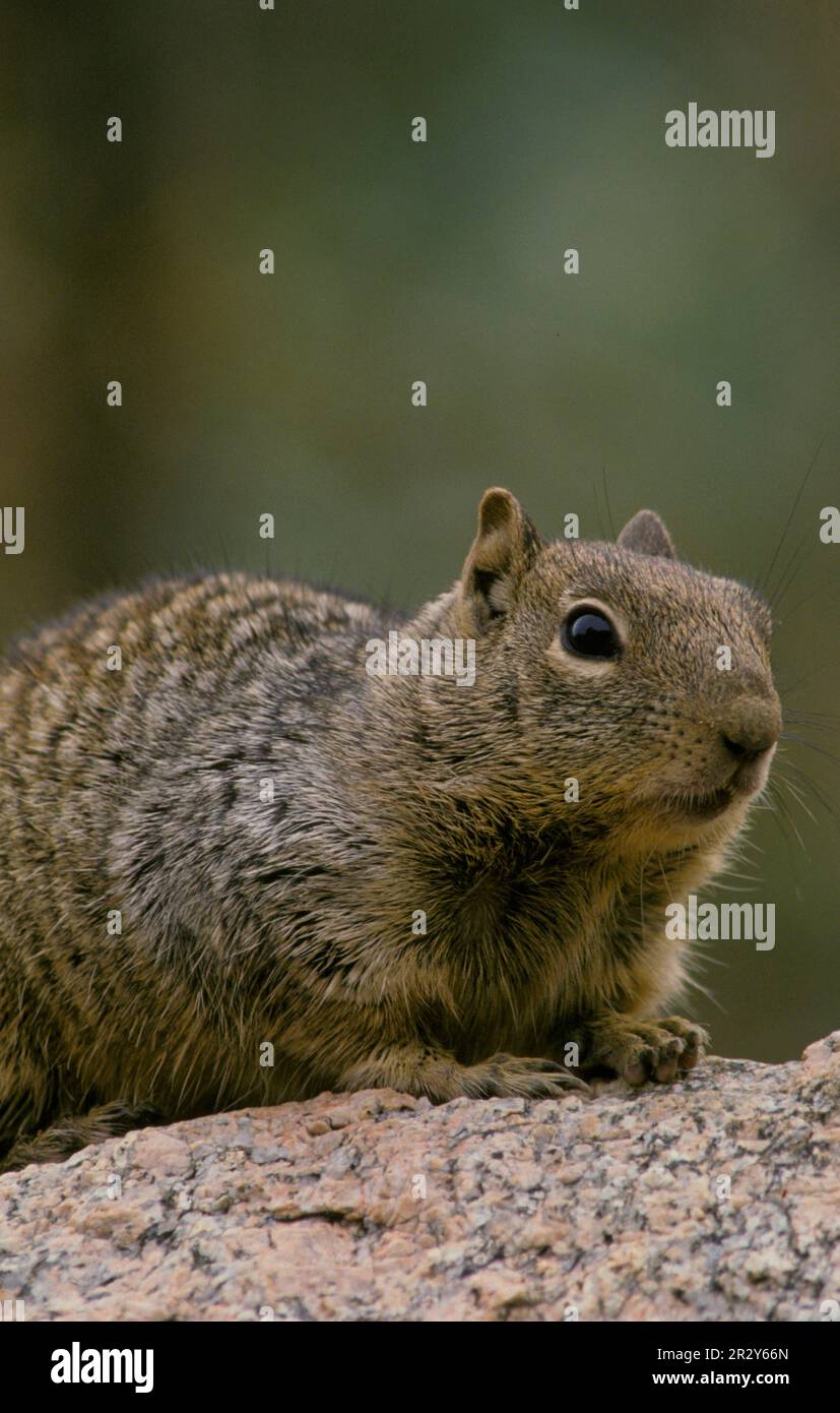 Écureuil maculé mexicain, écureuil maculé mexicain, rongeurs, mammifères, animaux, Écureuil roux tacheté (Spermophilus spillosoma) gros plan (S) Banque D'Images