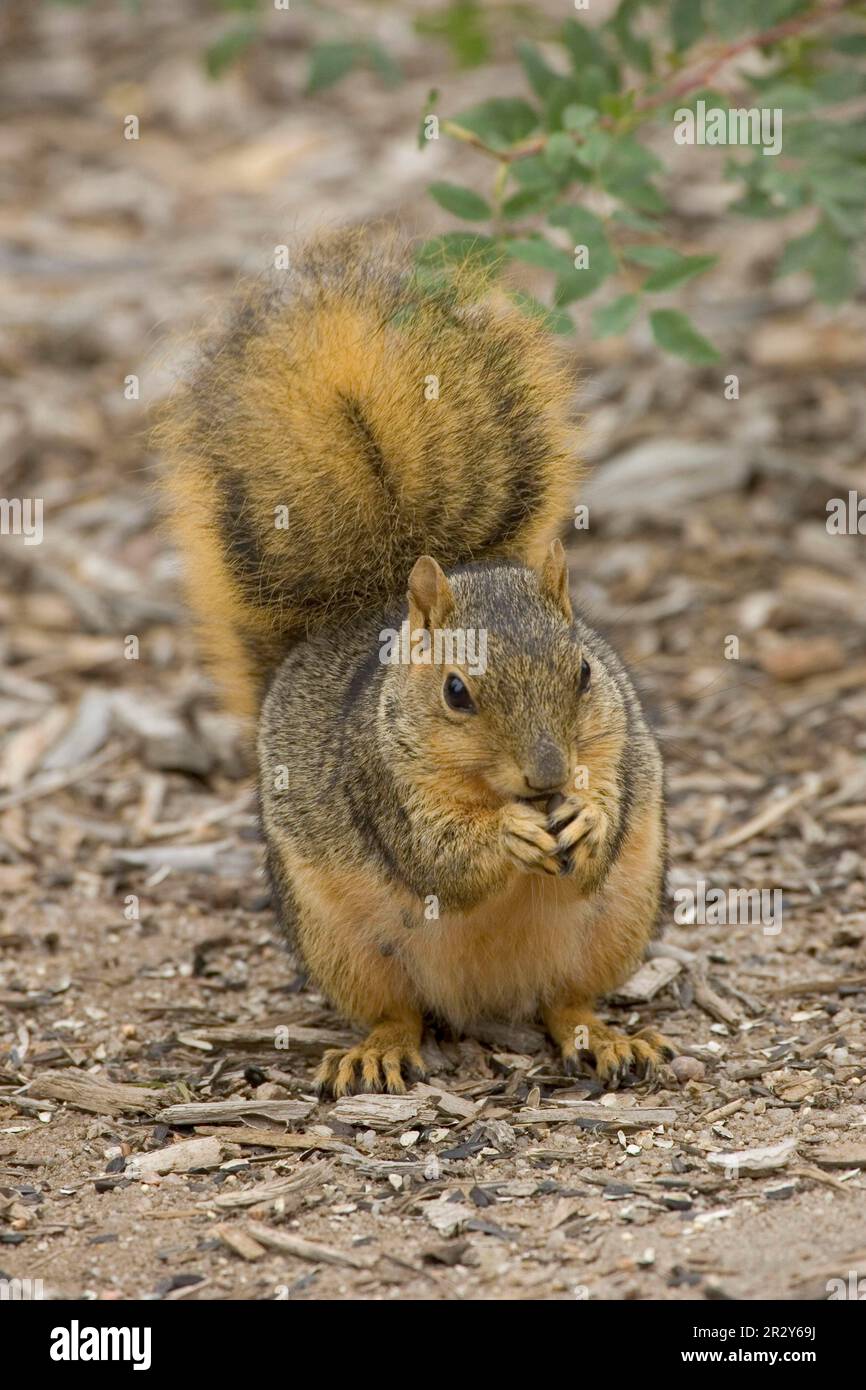 Écureuil de renard (Sciurus niger), rongeurs, mammifères, animaux, écureuil de renard se nourrissant de noix Colorado Banque D'Images