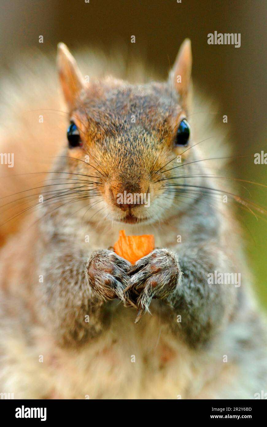 Écureuil gris de l'est (Sciurus carolinensis) adulte, alimentation sur noix, gros plan de la tête et des pattes, Union Square Park, New York City, New York State (U.) Banque D'Images