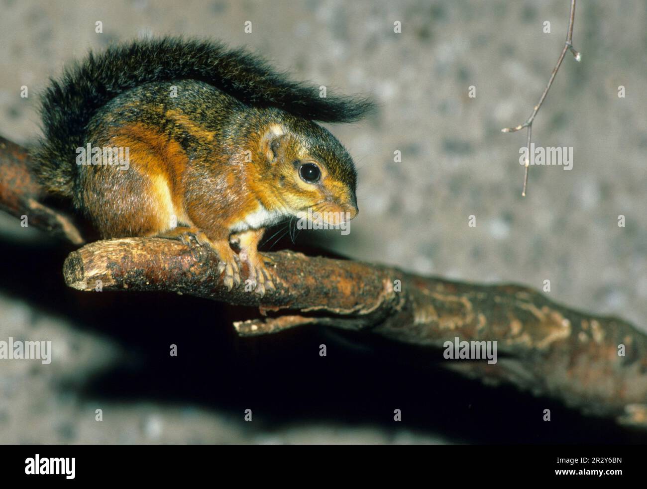 Écureuil roux, écureuil pompier, rongeurs, mammifères, animaux, Écureuil d'arbre de Cuvier (Funisciurus pyrrhopus) captif Banque D'Images