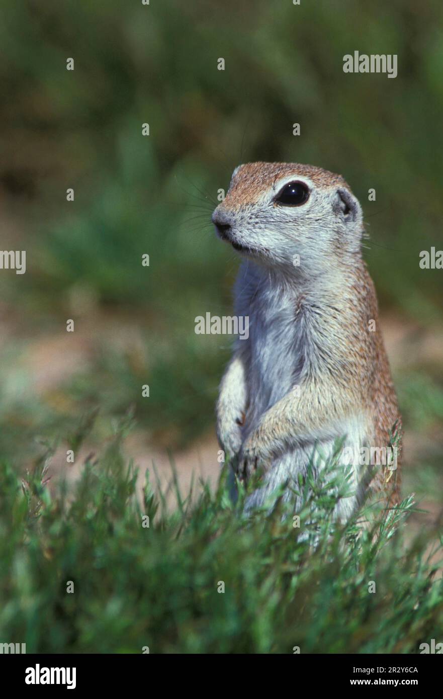 L'écureuil à queue ronde (Citellus tereticaudus) est assis sur les hanches Banque D'Images