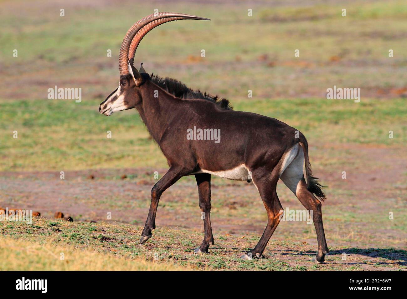 Antilope de sable, antilopes de sable (Hippotragus niger), antilopes, ongulés, ongulés à bout pair, mammifères, Animaux, adulte homme d'Antelope de sable, marche Banque D'Images