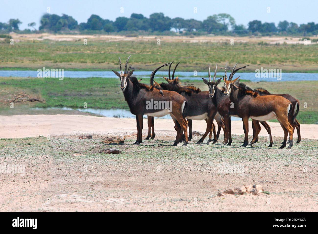 Antilope de sable, antilopes de sable (Hippotragus niger), antilopes, ongulés, ongulés à bout pair, mammifères, Animaux, Antelope de sable femelles adultes, troupeau Banque D'Images