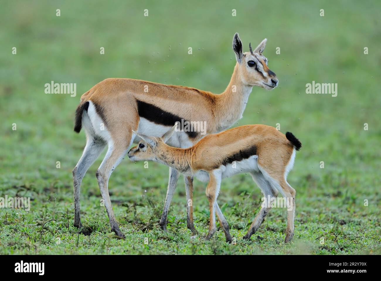 gazelle adulte