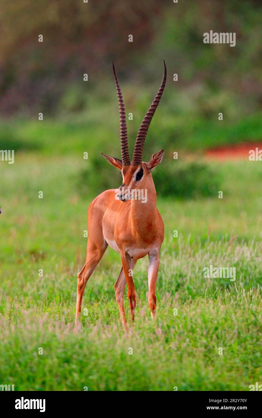 Gazelle de Grant (Gazella granti), homme adulte, debout sur une plaine luxuriante après les pluies, Tsavo East N. P. Kenya Banque D'Images