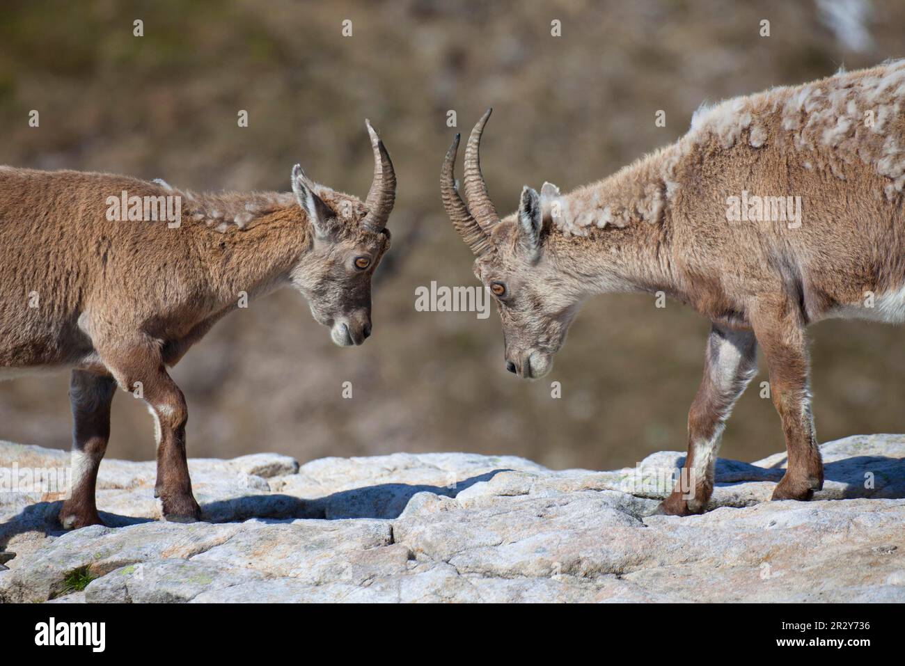 Ibex alpin, ibex alpin, ibex alpin (Capra ibex), ibex, ibex, de type chèvre, ongulés, Ongulés à bout égal, mammifères, animaux, ibex alpine deux Banque D'Images