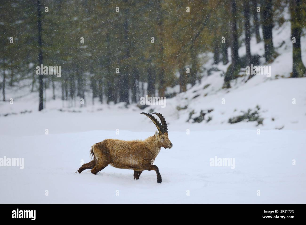 Ibex alpin, ibex alpin, ibex alpin (Capra ibex), ibex, ibex, de type chèvre, ongulés, Mammifères, animaux, alpine ibex mâle adulte, marchant dans la neige Banque D'Images