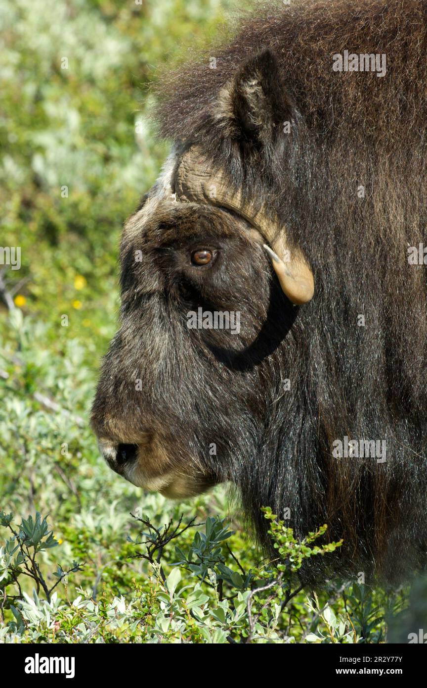 Boeufs musqués (Ovibos moschatus), ongulés, mammifères, animaux, Ox musqué adulte, Gros plan de la tête, Dovrefjell, Norvège Banque D'Images