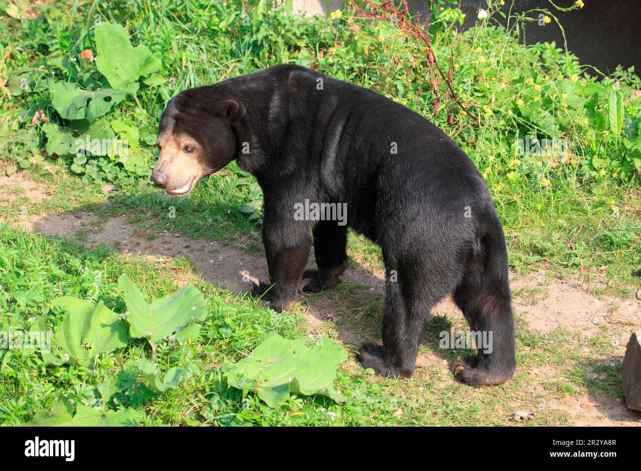 Ours de Malaisie (Helarctos malayanus) Banque D'Images