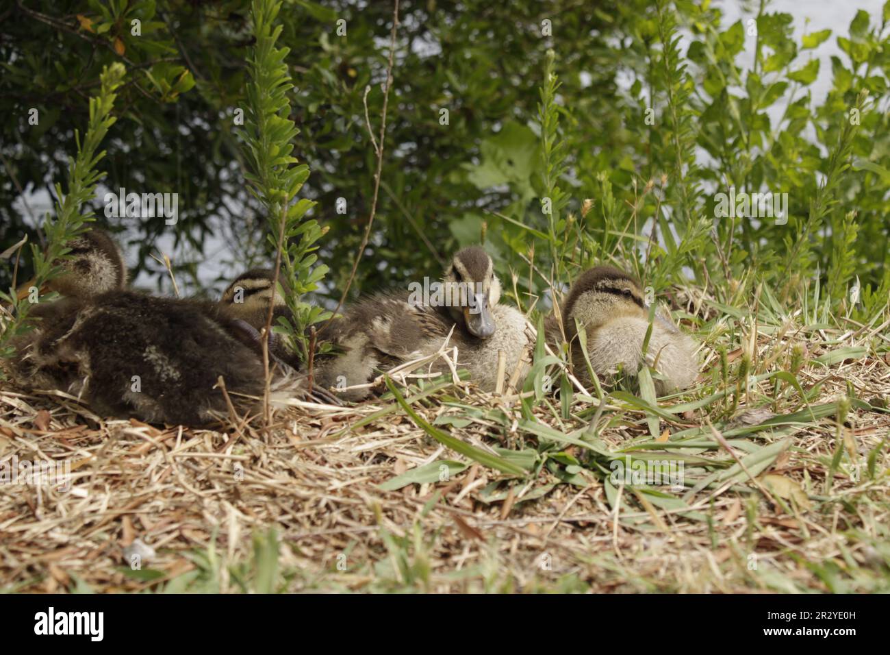 Magnifique canard sauvage Banque D'Images