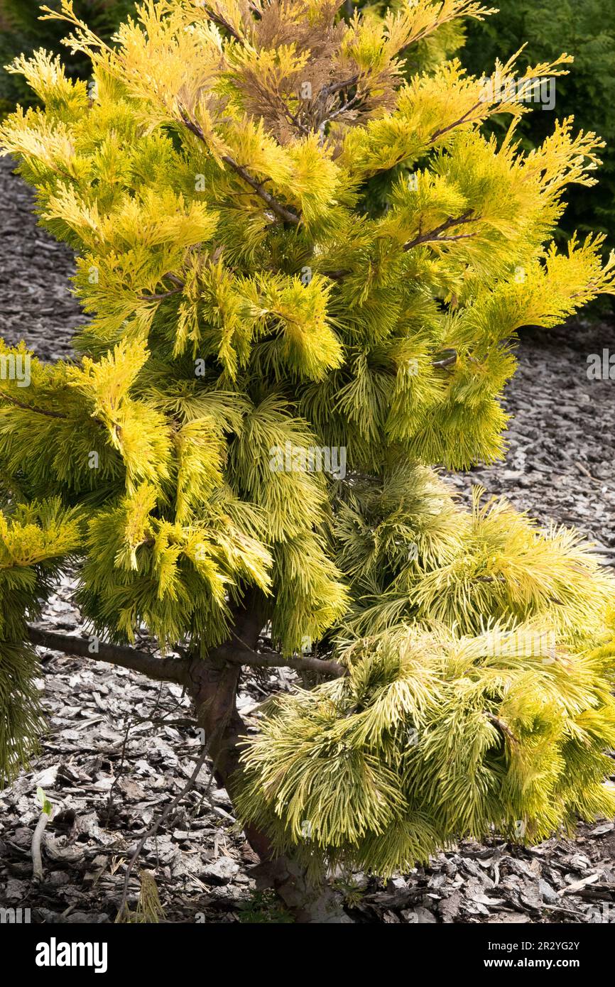 Encens Cedar Tree Calocedrus decurrens 'Berrima Gold', conifères à croissance lente Banque D'Images