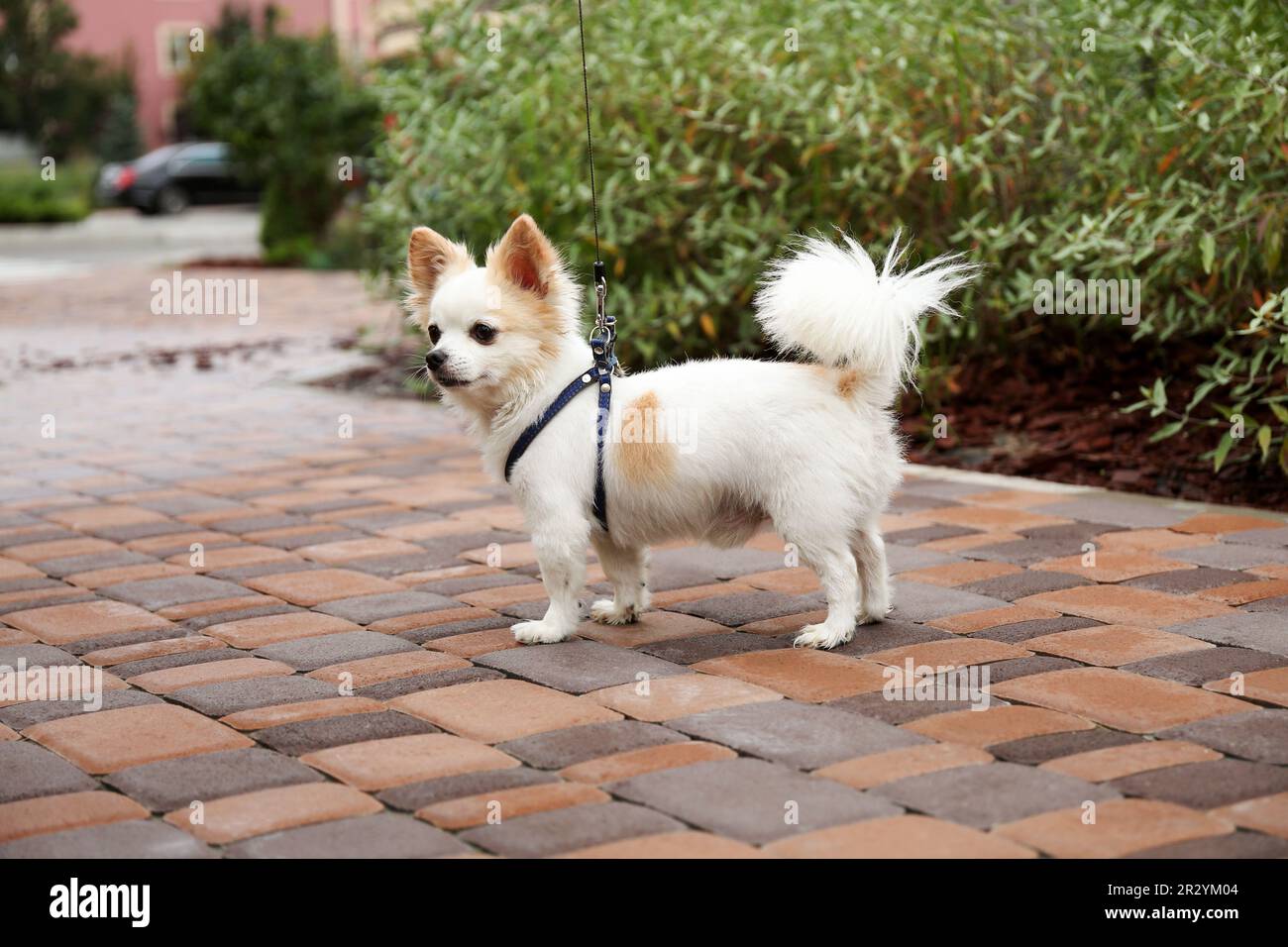 Mignon Chihuahua avec laisse sur la passerelle à l'extérieur. Chien marchant Banque D'Images