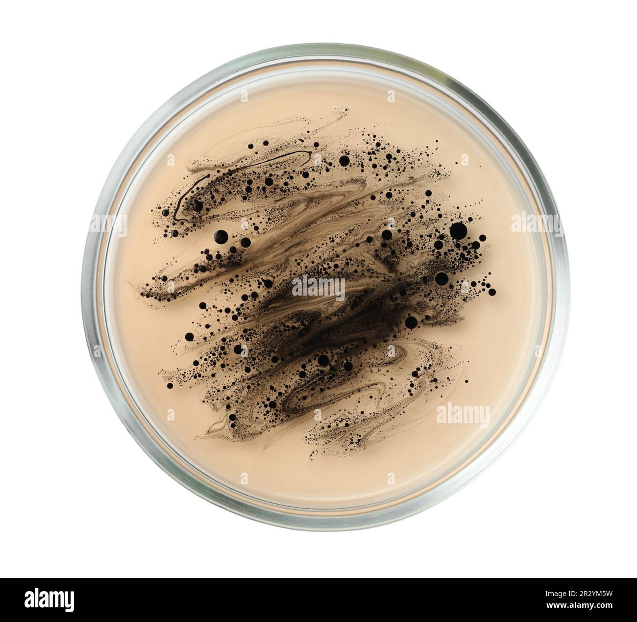 Boîte de Pétri avec bactéries sur fond blanc, vue de dessus Banque D'Images