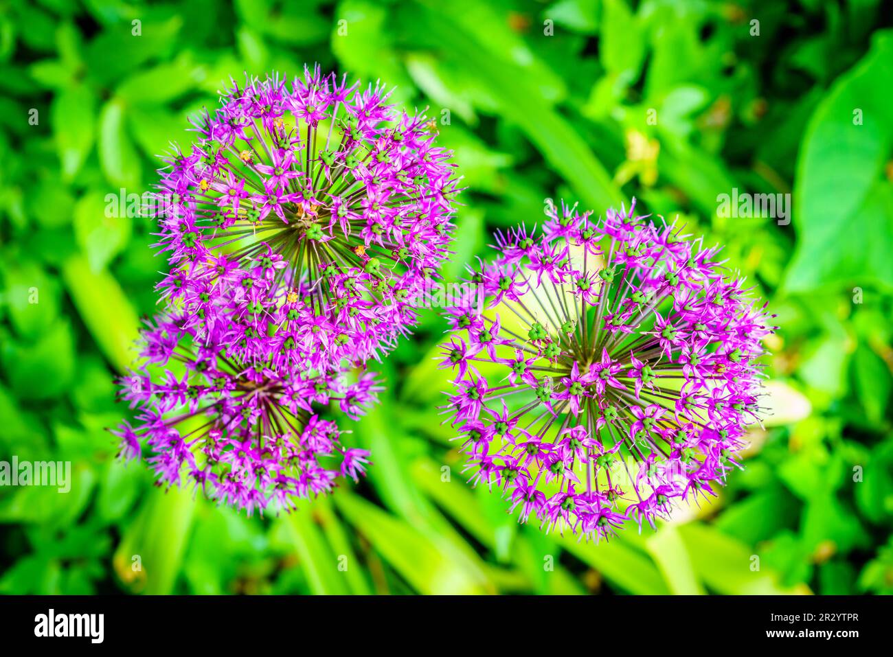 Image en gros plan des fleurs de l'étoile de Perse (Allium christophii) sur fond de verdure floue Banque D'Images