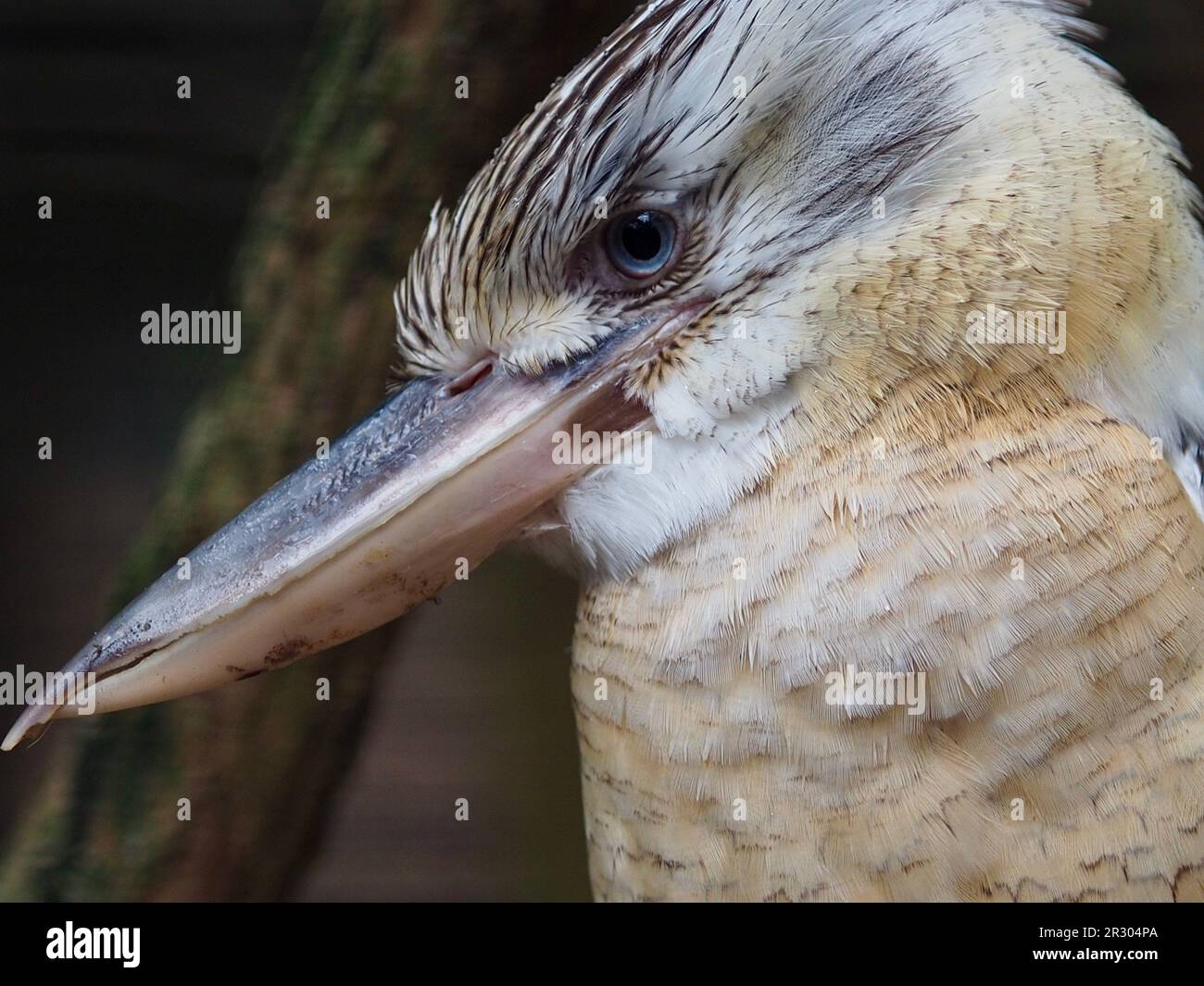 Incroyable et majestueux Kookaburra à ailes bleues dans une beauté majestueuse. Banque D'Images