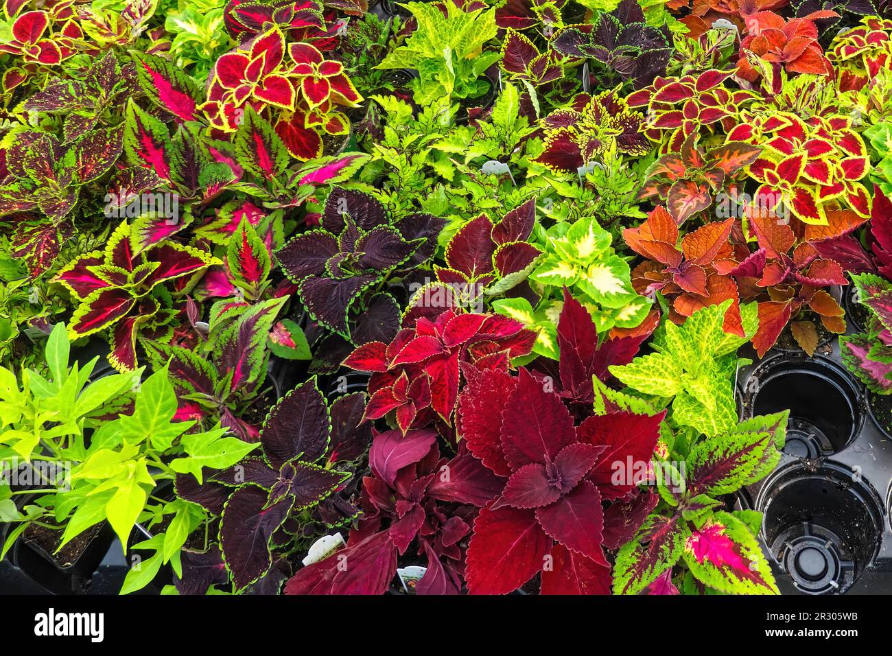 Coleus - Plectranthus scutellarioides - feuilles colorées de plantes à vendre dans un jardin. Colombie-Britannique, Canada. Banque D'Images