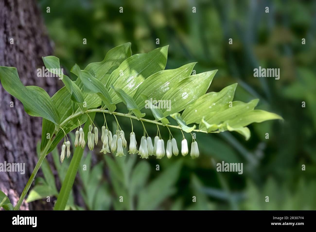 Gros plan de fleurs de phoque Salomon (Polygonatum × hybridum) dans un jardin au printemps Banque D'Images