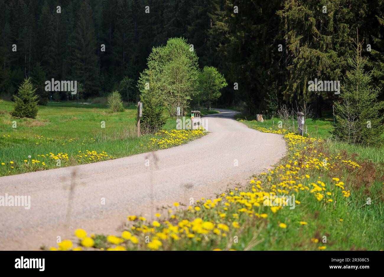 PRODUCTION - 15 mai 2023, Saxe, Grünheide: La ligne des pissenlits en fleurs le Vogtland Panorama Trail. De nombreux gardiens de sentiers bénévoles sont responsables de l'entretien et de l'entretien des sentiers de randonnée. Leurs tâches comprennent le marquage des sentiers de randonnée ou la coupe d'arbres libres et l'élimination d'autres obstacles. Des dommages importants sont signalés à la municipalité. (À dpa 'les gardes de sentiers de service - les sentiers de randonnée obtiennent le nettoyage de printemps') photo: Jan Woitas/dpa Banque D'Images