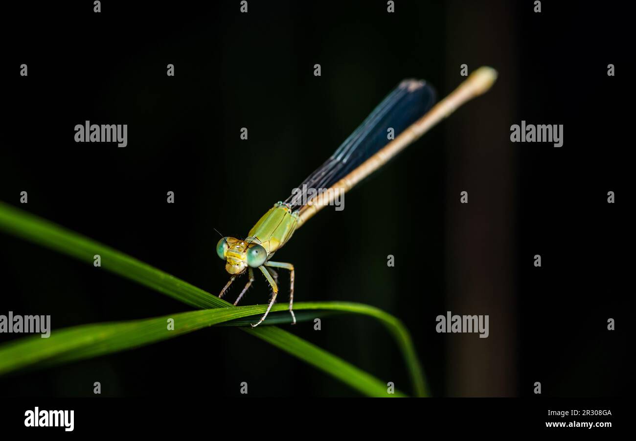 Une belle petite mouche de Damselfly verte perchée sur la feuille verte et le fond de la nature, foyer sélectif, macro d'insecte, insecte coloré en Thaïlande. Banque D'Images