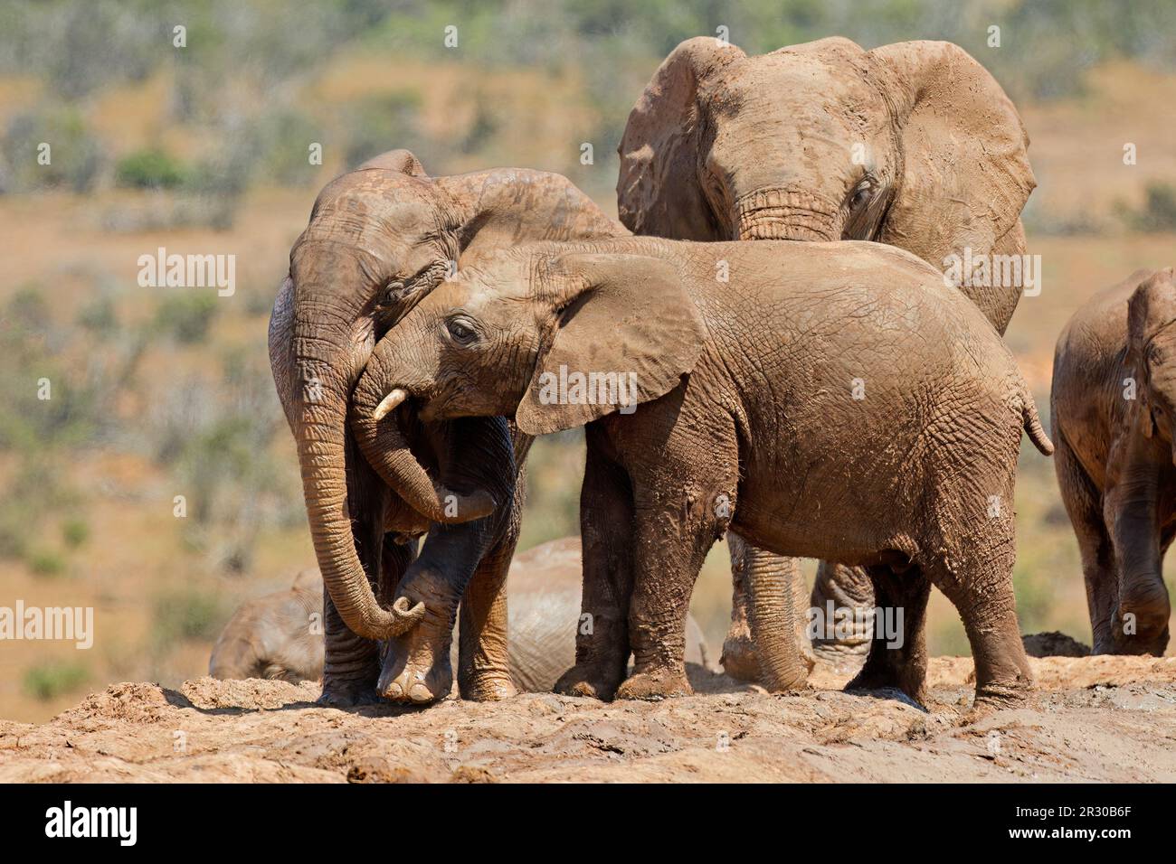 Jeunes éléphants africains (Loxodonta africana) jouant dans la boue, Parc national des éléphants d'Addo, Afrique du Sud Banque D'Images