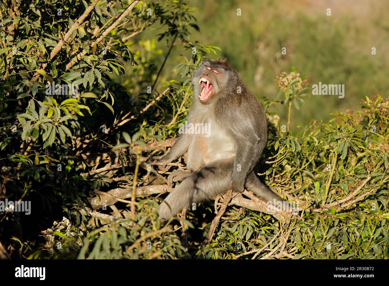 À longue queue balinais singe (Macaca fascicularis), Ubud, Bali, Indonésie Banque D'Images
