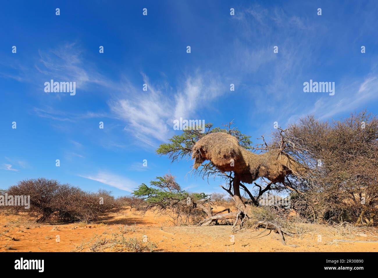 Arbre épineux avec nid communal massif de tisserands sociables (Philetairus socius), Afrique du Sud Banque D'Images