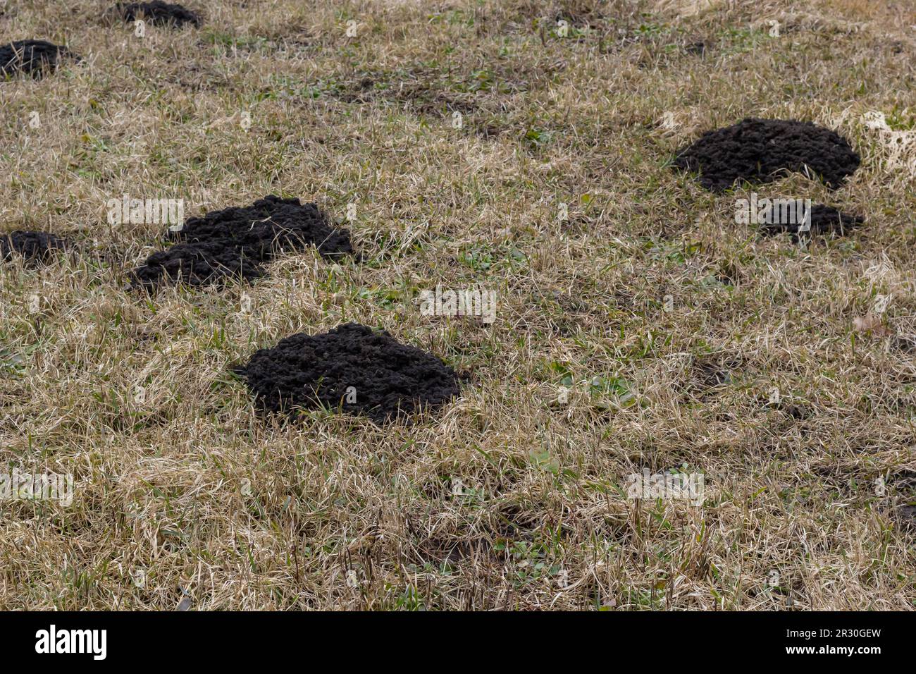 Molehills. Monticules de taupe. Collines moles. Un pré endommagé par un groupe de taupes, causant des dommages dans le jardin par des animaux qui creusent des terriers dans le sol et d Banque D'Images